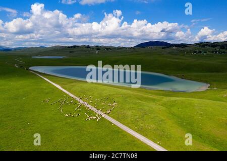 Vista aerea del lago di Vrazje e gregge di pecore nel parco nazionale di Durmentor, Montenegro Foto Stock