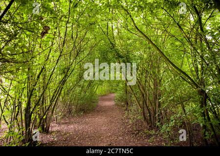 Riserva naturale Bislicher Insel sul basso Reno vicino Xanten, percorso attraverso la foresta alluvionale, Nord Reno-Westfalia, Germania. Naturschutzgebiet Foto Stock