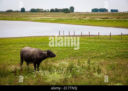 Bufalo d'acqua nella riserva naturale Bislicher Insel sul basso Reno vicino Xanten, paesaggio alluvionale, Nord Reno-Westfalia, Germania. Wasserbuef Foto Stock