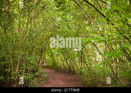 Riserva naturale Bislicher Insel sul basso Reno vicino Xanten, percorso attraverso la foresta alluvionale, Nord Reno-Westfalia, Germania. Naturschutzgebiet Foto Stock