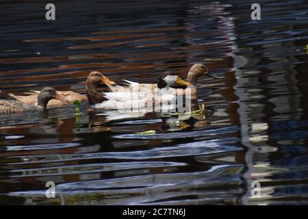 Un gruppo di anatre ha visto nuotare piacevolmente nelle acque del lago Foto Stock