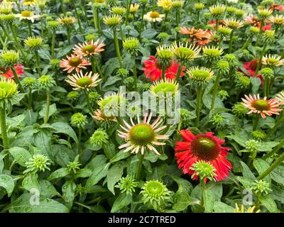 Vista dall'alto su fiori isolati di echinacea con foglie verdi Foto Stock