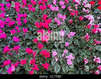 Vista dall'alto su isolati fiori di ciclamino rossi e viola con foglie verdi Foto Stock