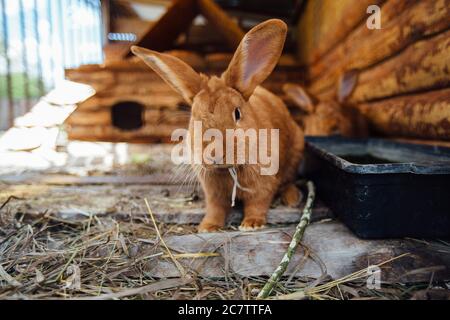 Coniglio marrone in gabbia di legno alla fattoria Foto Stock