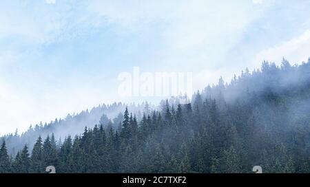 Carpazi. Abete foresta selvaggia. Una fitta foresta di abeti in tempo nuvoloso in montagna. Foto Stock