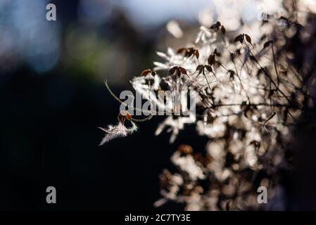 Macro shot di grappoli di semi di vite clematis pelosi, fuoco selettivo Foto Stock