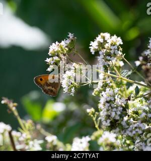 Una farfalla marrone di hedge (Gatekeeper) (Pyronia tithonus) su fiori di Marjoram, Warwickshire, Regno Unito Foto Stock