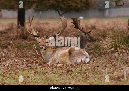 Deer Richmond Park Surrey Regno Unito