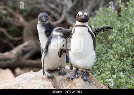 Pinguino africano (Speniscus demersus), adulto e due giovani in piedi su una roccia, Capo Occidentale, Sudafrica Foto Stock