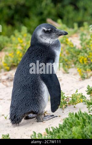 Pinguino africano (Speniscus demersus), giovane che si trova sulla sabbia, Capo Occidentale, Sudafrica Foto Stock