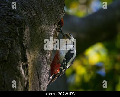 Grande picchio macchiato, Dendrocopos Major, nutrendo i giovani nel buco del nido, Lancashire, UK Foto Stock