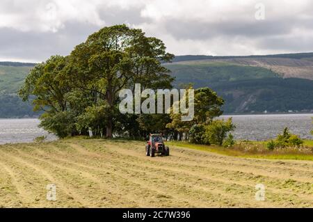 Lunderston Bay, Scozia, Regno Unito. 19 luglio 2020. Un agricoltore e un trattore Massey Ferguson 399 che produce fieno in un'azienda agricola costiera di Lunderston Bay. Credit: Notizie dal vivo SKULLY/Alamy Foto Stock