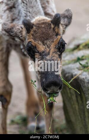 Bosco Boreale Caribou (Rangifer tarandus caribou) Foto Stock