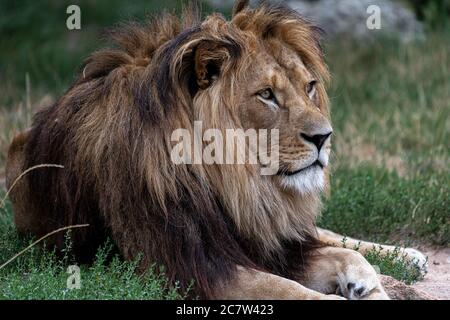 Leone barbaro maschio (Panthera leo leo) Foto Stock