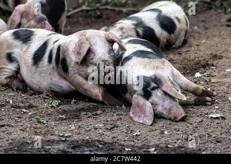 Bentheim Black Pied Pig (Sus scrofa domesticus) Foto Stock