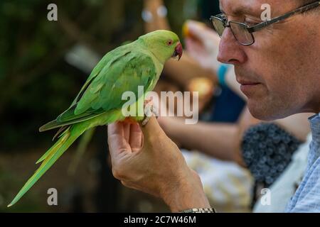 Londra, Regno Unito. 18 luglio 2020. La gente apprezza l'alimentazione di una delle colonie di parakeet ferali che si trova a St James Park. Nessuno sa come i piccoli uccelli verdi provenienti dal Sud Asia e dall'Africa centrale siano arrivati a Londra. Il "blocco" continua ad essere attenuato per l'epidemia di Coronavirus (Covid 19) a Londra. Credit: Guy Bell/Alamy Live News Foto Stock