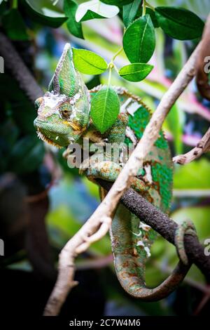 Bella ripresa verticale di un camaleonte sul ramo Foto Stock