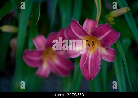 Guance di ciliegio rosa Hemerocallis Foto Stock