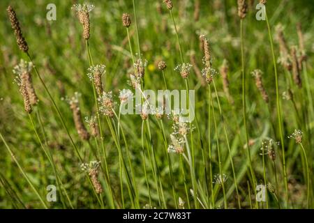 Un campo pieno di fiori selvatici erbacce e erbe un closeup di una pianta di fiori selvatici quasi finito che cresce in verticale su una giornata di sole in estate sfondi a. Foto Stock