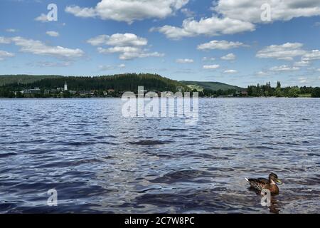 Lago Titisee nella Foresta Nera con vegetazione verde e la città dietro l'acqua a Titisee-Neustadt, Germania Foto Stock