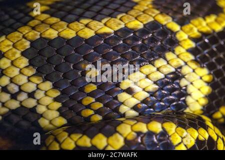 Macro di pelle e scala di pitone. Primo piano. Pelle di serpente nera e gialla, sfondo, motivo Foto Stock