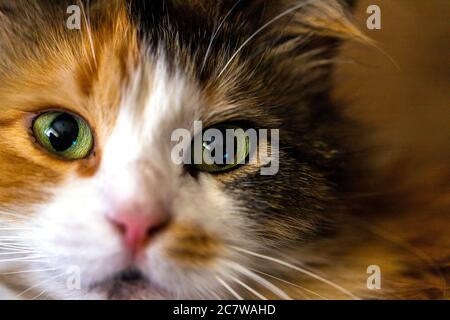 Primo piano ritratto del gatto faccia con occhi verdi. Macro Foto Stock