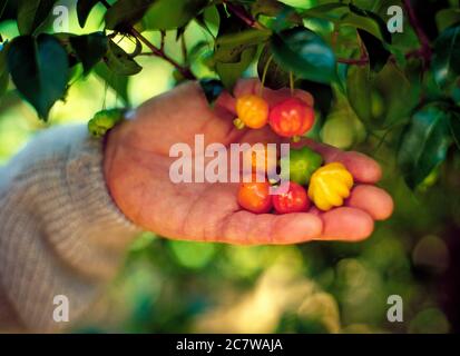 Ciliegie brasiliane, anche note come ciliegie Surinam che vengono raccolte e palmari fuori dell'albero Foto Stock