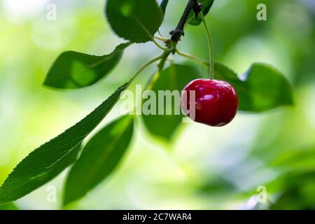 Primo piano di ciliegia matura e rossa che cresce sull'albero in estate soleggiato giorno. Macro. Poster, sfondo, sfondo Foto Stock