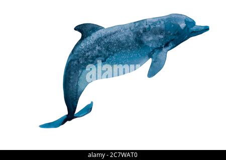 Delfino blu intenso acquerello con macchie di consistenza salata. Originale pittura a mano illustrazione di animale di mare, isolato su sfondo bianco Foto Stock