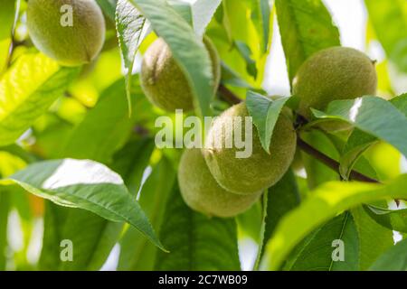 Macro di pesche verdi immature sull'albero in giornata di sole. Primo piano. Poster, sfondo, sfondo Foto Stock