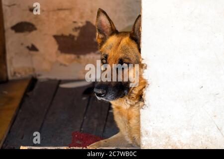 Adulto femmina cane pastore tedesco sdraiato in vecchio canile di legno. Sfondo PET, vista dall'alto, primo piano Foto Stock