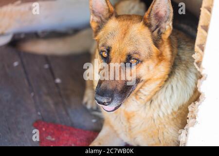 Primo piano di una donna adulta di cane da pastore tedesco che giace in un vecchio canile di legno. Sfondo PET, vista dall'alto Foto Stock