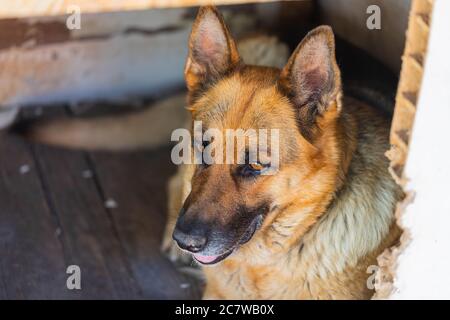 Vista dall'alto del cane da pastore tedesco femminile adulto che giace in un vecchio canile di legno. Sfondo PET, primo piano Foto Stock