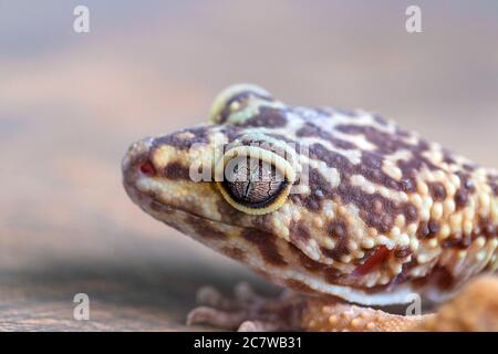 Macro di leopardo Gecko o Eublepharis testa su blured backgound. Sfondo rettile, poster. Primo piano Foto Stock