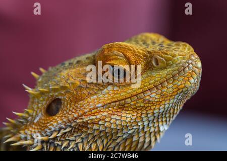 Testa del drago con bearded su sfondo sfocato. Pogona vitticeps. Sfondo rettile, sfondo, poster. Primo piano, macro Foto Stock