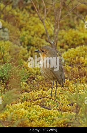 Tawny Antpitta (Grallaria quitensis alticola) adult standing in paramo on mossy ground  Sumapaz NP, near Bogota, Columbia           November Stock Photo