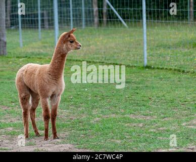 Giovane marrone Alpaca si trovava in campo. Foto Stock