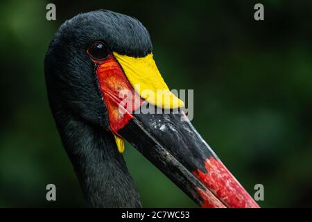 Cicogna o Saddlebla (Ephippiorhynchus senegalensis) Foto Stock