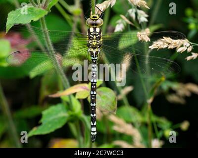 Dragonfly con anello d'oro femminile, Cordulegaster boltonii, Cornovaglia, Regno Unito Foto Stock