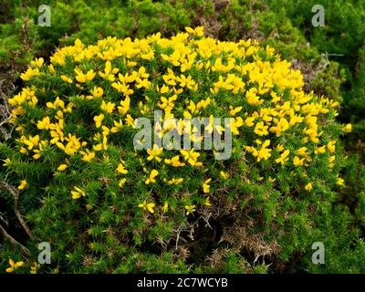 Gola in fiore su Dartmoor, Devon, Regno Unito Foto Stock