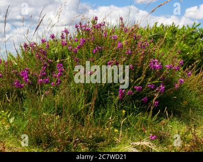 Calluna vulgaris, erica comune che cresce su Buckland Common, Dartmoor, Devon, UK Foto Stock