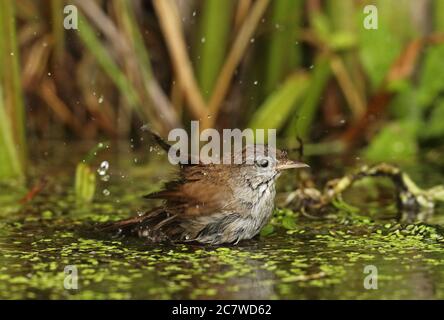 Cetti's Warbler (Cettia cetti cetti) bagno adulto nello stagno Eccles-on-Sea, Norfolk, UK luglio Foto Stock