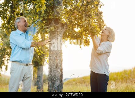 Donna anziana e uomo che cazzo mele da un albero Foto Stock