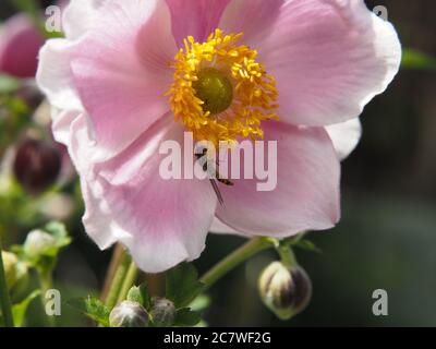 Vola su un anemone giapponese in piena fioritura Foto Stock