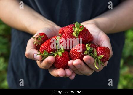 Fragole biologiche fresche in mani di donna. Agricoltura o raccolto concetto. Cibo vegano sano. Primo piano Foto Stock