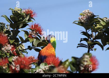 Colorato primo piano del pappagallo Rainbow Lorikeet seduto su Metrosideros filiale Foto Stock