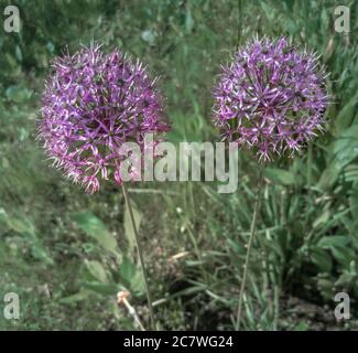 Cipolla decorativa di pianta Christoph con infiorescenze sferiche. Foto Stock