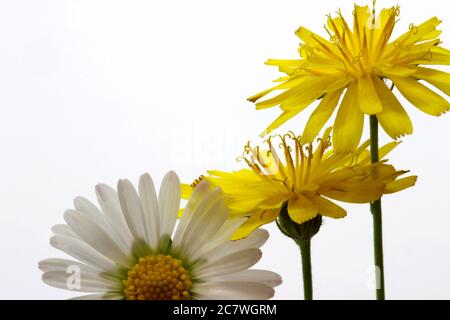 Dandelions e Daisy Foto Stock
