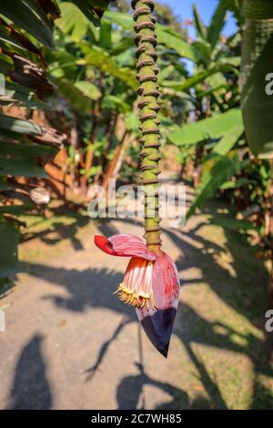 Banana fiore appeso all'albero. Foto Stock