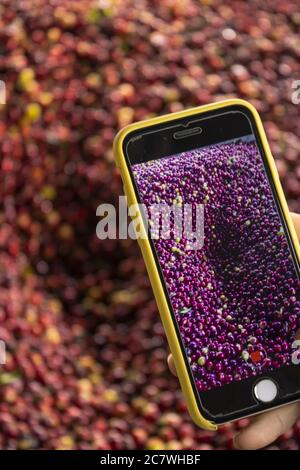 Scatto verticale di una persona che scatta una foto di maturo chicchi di caffè con uno smartphone Foto Stock